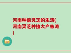 河南种植灵芝的朱涛(河南灵芝种植大户朱涛)