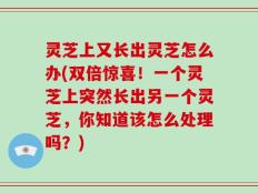 灵芝上又长出灵芝怎么办(双倍惊喜！一个灵芝上突然长出另一个灵芝，你知道该怎么处理吗？)