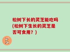 松树下长的灵芝能吃吗(松树下生长的灵芝是否可食用？)