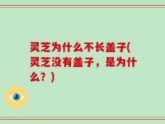 灵芝为什么不长盖子(灵芝没有盖子，是为什么？)