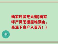 杨家坪灵芝大棚(杨家坪产灵芝棚屋堆满山，高温下高产入百万！)