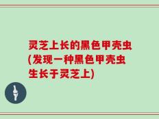 灵芝上长的黑色甲壳虫(发现一种黑色甲壳虫生长于灵芝上)