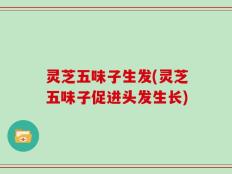 灵芝五味子生发(灵芝五味子促进头发生长)