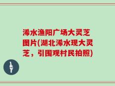 浠水渔阳广场大灵芝 图片(湖北浠水现大灵芝，引围观村民拍照)