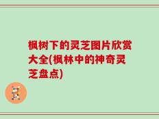 枫树下的灵芝图片欣赏大全(枫林中的神奇灵芝盘点)