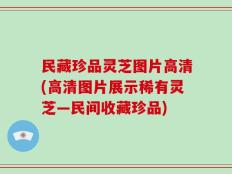 民藏珍品灵芝图片高清(高清图片展示稀有灵芝—民间收藏珍品)