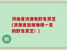 河南省济源有野生灵芝(济源省出现难得一见的野生灵芝！)