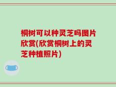 桐树可以种灵芝吗图片欣赏(欣赏桐树上的灵芝种植照片)