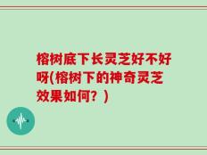 榕树底下长灵芝好不好呀(榕树下的神奇灵芝效果如何？)