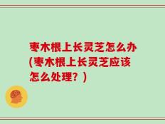 枣木根上长灵芝怎么办(枣木根上长灵芝应该怎么处理？)