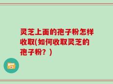 灵芝上面的孢子粉怎样收取(如何收取灵芝的孢子粉？)