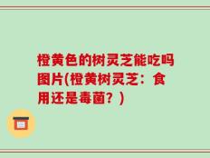 橙黄色的树灵芝能吃吗图片(橙黄树灵芝：食用还是毒菌？)