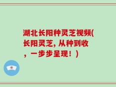 湖北长阳种灵芝视频(长阳灵芝, 从种到收，一步步呈现！)