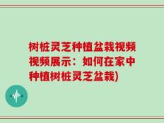 树桩灵芝种植盆栽视频视频展示：如何在家中种植树桩灵芝盆栽)