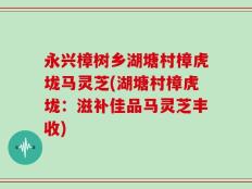永兴樟树乡湖塘村樟虎垅马灵芝(湖塘村樟虎垅：滋补佳品马灵芝丰收)