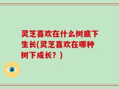 灵芝喜欢在什么树底下生长(灵芝喜欢在哪种树下成长？)
