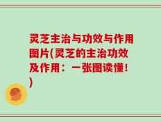 灵芝主治与功效与作用图片(灵芝的主治功效及作用：一张图读懂！)
