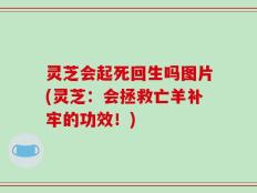 灵芝会起死回生吗图片(灵芝：会拯救亡羊补牢的功效！)
