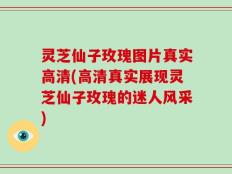 灵芝仙子玫瑰图片真实高清(高清真实展现灵芝仙子玫瑰的迷人风采)