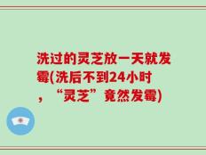 洗过的灵芝放一天就发霉(洗后不到24小时，“灵芝”竟然发霉)