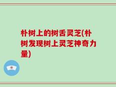 朴树上的树舌灵芝(朴树发现树上灵芝神奇力量)