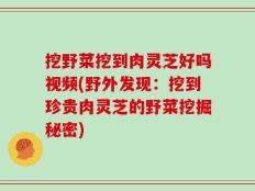 挖野菜挖到肉灵芝好吗视频(野外发现：挖到珍贵肉灵芝的野菜挖掘秘密)