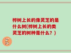 桦树上长的像灵芝的是什么树(桦树上长的类灵芝的树种是什么？)