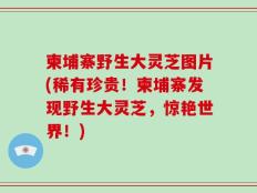 柬埔寨野生大灵芝图片(稀有珍贵！柬埔寨发现野生大灵芝，惊艳世界！)