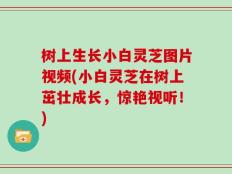 树上生长小白灵芝图片视频(小白灵芝在树上茁壮成长，惊艳视听！)
