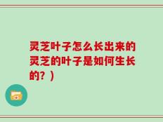 灵芝叶子怎么长出来的灵芝的叶子是如何生长的？)