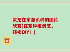 灵芝在家怎么种的图片欣赏(在家种植灵芝，轻松DIY！)