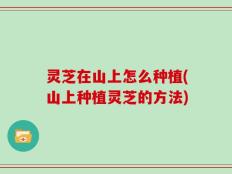 灵芝在山上怎么种植(山上种植灵芝的方法)