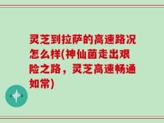 灵芝到拉萨的高速路况怎么样(神仙菌走出艰险之路，灵芝高速畅通如常)