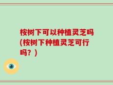 桉树下可以种植灵芝吗(桉树下种植灵芝可行吗？)