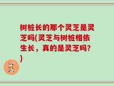 树桩长的那个灵芝是灵芝吗(灵芝与树桩相依生长，真的是灵芝吗？)