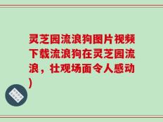 灵芝园流浪狗图片视频下载流浪狗在灵芝园流浪，壮观场面令人感动)