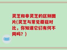 灵芝和非灵芝的区别图片(灵芝与常见蘑菇对比，你知道它们有何不同吗？)