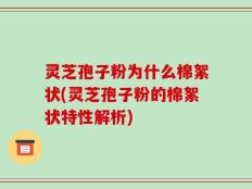 灵芝孢子粉为什么棉絮状(灵芝孢子粉的棉絮状特性解析)