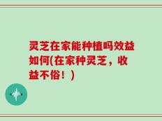 灵芝在家能种植吗效益如何(在家种灵芝，收益不俗！)