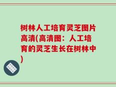 树林人工培育灵芝图片高清(高清图：人工培育的灵芝生长在树林中)