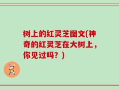 树上的红灵芝图文(神奇的红灵芝在大树上，你见过吗？)