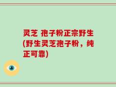 灵芝 孢子粉正宗野生(野生灵芝孢子粉，纯正可靠)