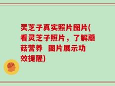 灵芝子真实照片图片(看灵芝子照片，了解蘑菇营养  图片展示功效提醒)