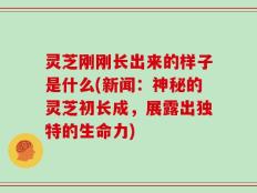 灵芝刚刚长出来的样子是什么(新闻：神秘的灵芝初长成，展露出独特的生命力)