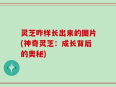 灵芝咋样长出来的图片(神奇灵芝：成长背后的奥秘)