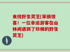 来找野生灵芝(采摘惊喜！一位幸运游客在山林间遇到了珍稀的野生灵芝)