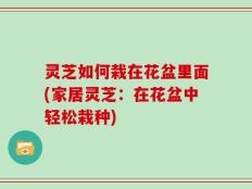 灵芝如何栽在花盆里面(家居灵芝：在花盆中轻松栽种)