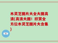 木灵芝图片大全大图高清(高清大图！欣赏全方位木灵芝图片大合集)