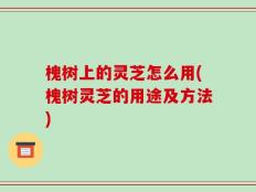 槐树上的灵芝怎么用(槐树灵芝的用途及方法)
