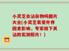 小灵芝会沾杂物吗图片大全(小灵芝易受外界因素影响，专家拍下其沾附实测照片！)
